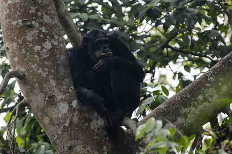 Chimpance - parque nacional de Nyungwe - Ruanda 05.jpg